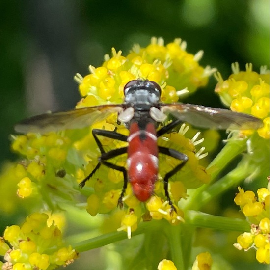 Cylindromyia bicolor: Animal in habitat Garden in the NatureSpots App