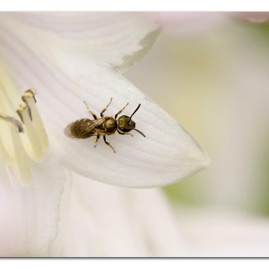 Lasioglossum morio: Animal in habitat Garden in the NatureSpots App