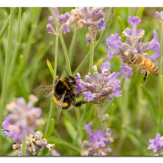 Dunkle Erdhummel: Tier im Habitat Hecke/Blumenbeet in der NatureSpots App