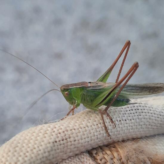 Long-winged conehead: Animal in nature in the NatureSpots App