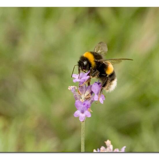 Bumble bee: Animal in habitat Flowerbed in the NatureSpots App