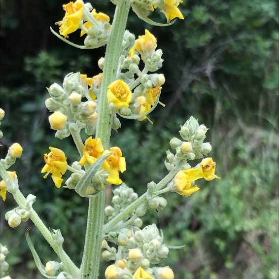 White mullein: Plant in habitat Rock areas in the NatureSpots App