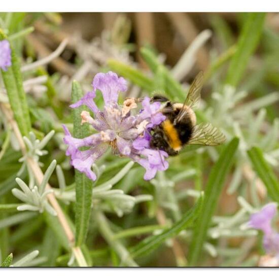 Bumble bee: Animal in habitat Flowerbed in the NatureSpots App