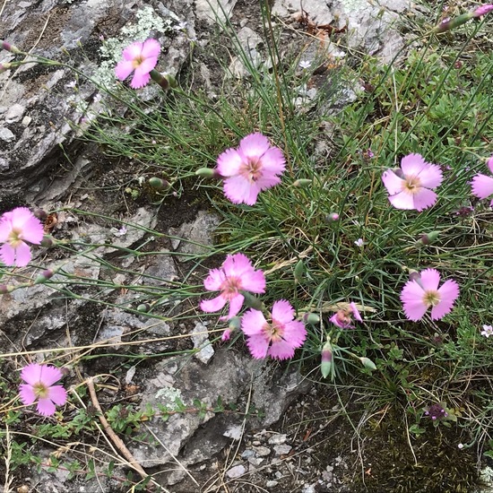 Dianthus carthusianorum: Plant in habitat Rock areas in the NatureSpots App