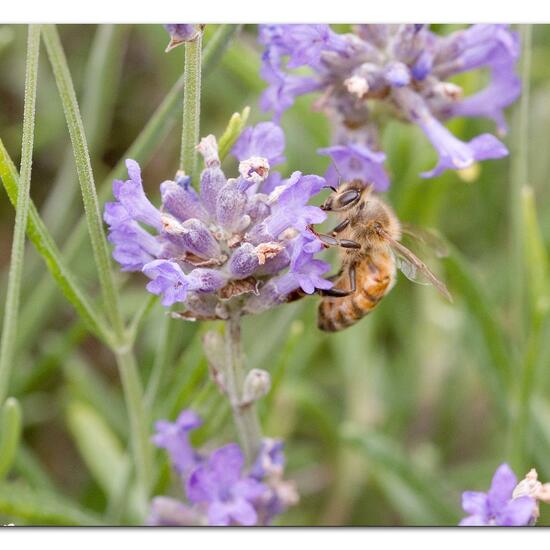 Apis mellifera: Animal in habitat Flowerbed in the NatureSpots App