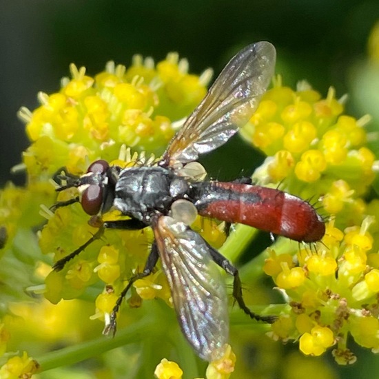 Cylindromyia bicolor: Animal in habitat Garden in the NatureSpots App