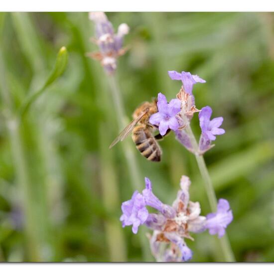 Apis mellifera: Animal in nature in the NatureSpots App