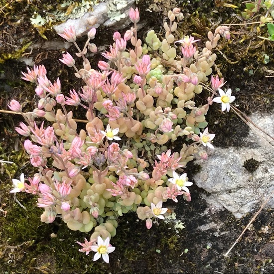 Sedum dasyphyllum: Plant in habitat Rock areas in the NatureSpots App