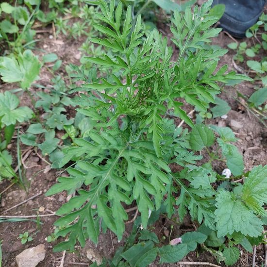 Ambrosia artemisiifolia: Plant in habitat Crop cultivation in the NatureSpots App