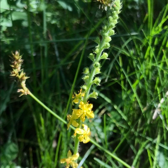 Agrimonia eupatoria: Plant in habitat Rock areas in the NatureSpots App