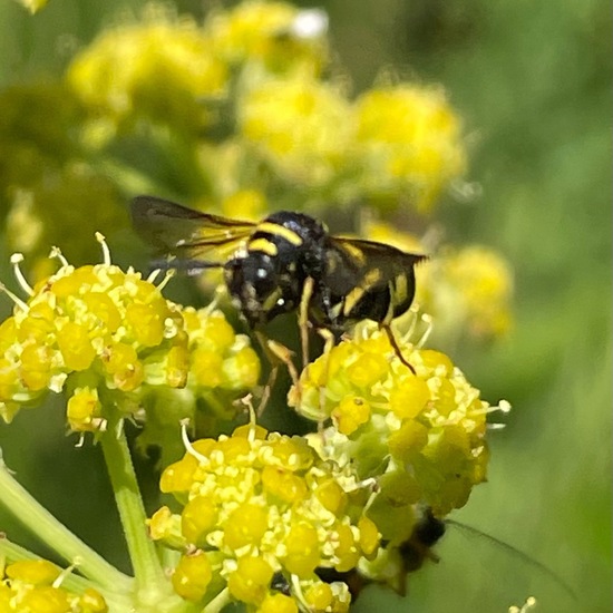 Leucospis dorsigera: Animal in habitat Garden in the NatureSpots App