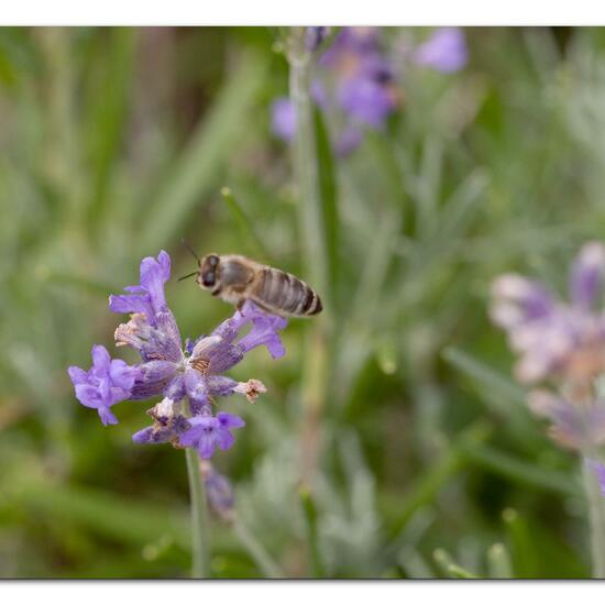 Apis mellifera: Animal in nature in the NatureSpots App