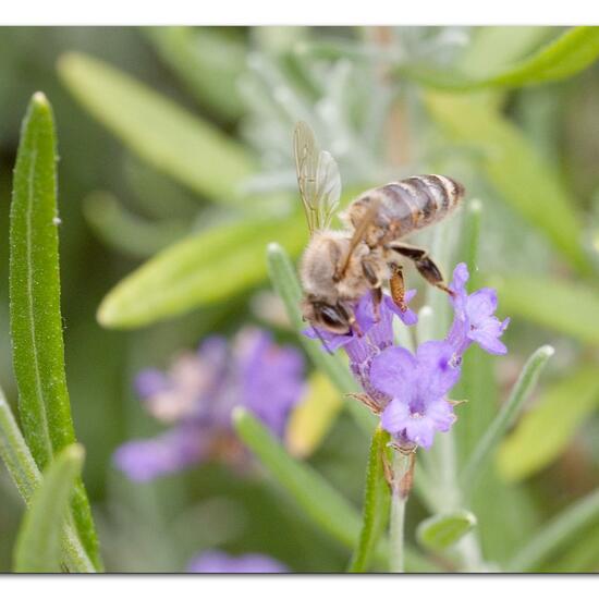 Apis mellifera: Animal in nature in the NatureSpots App