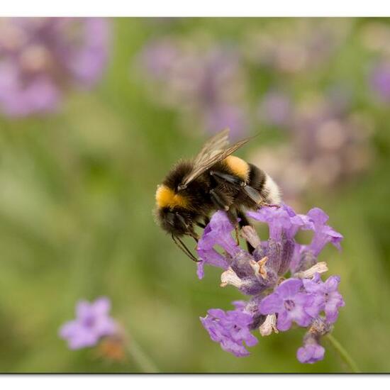 Bumble bee: Animal in habitat Flowerbed in the NatureSpots App