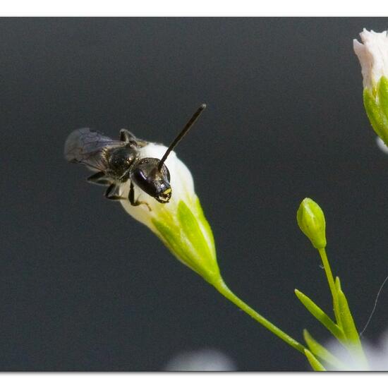 Lasioglossum morio: Animal in habitat Garden in the NatureSpots App