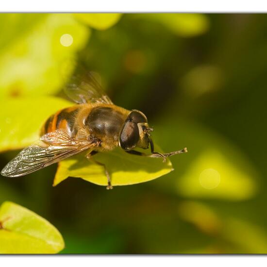 Mistbiene: Tier im Habitat Garten in der NatureSpots App