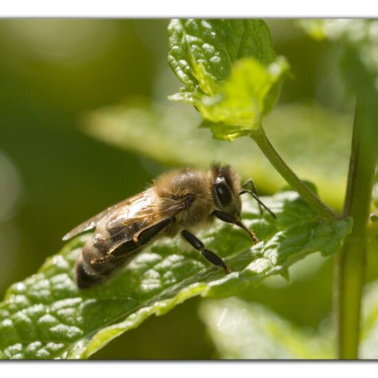 Westliche Honigbiene: Tier im Habitat Garten in der NatureSpots App