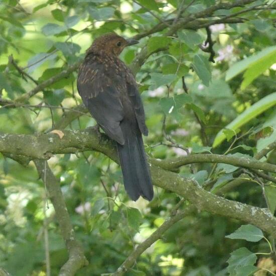 Amsel: Tier in der Natur in der NatureSpots App