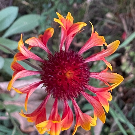 Gaillardia pulchella: Plant in habitat Garden in the NatureSpots App