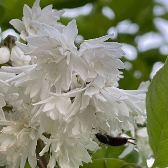 Deutzia scabra: Plant in habitat City and Urban in the NatureSpots App