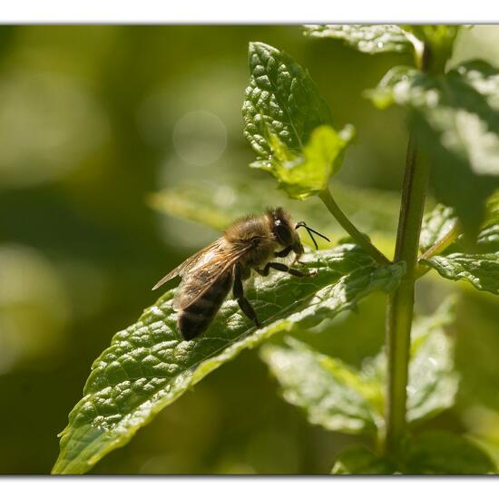 Westliche Honigbiene: Tier in der Natur in der NatureSpots App