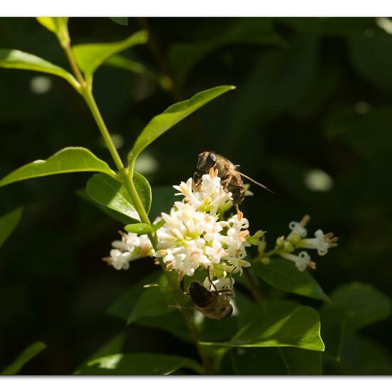 Mistbiene: Tier im Habitat Garten in der NatureSpots App