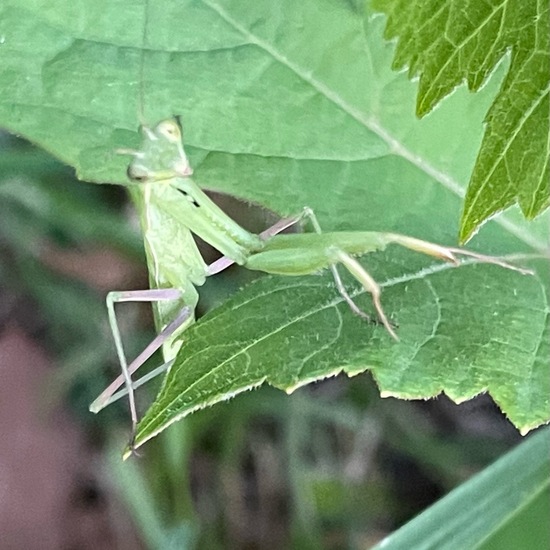 Europäische Gottesanbeterin: Tier im Habitat Stadt und Garten in der NatureSpots App