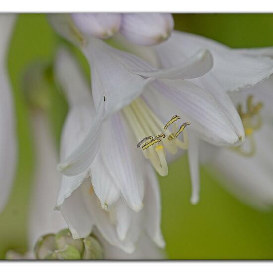 Hosta: Plant in habitat Garden in the NatureSpots App