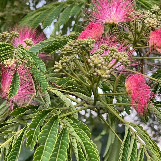 Albizia julibrissin: Plant in habitat Garden in the NatureSpots App