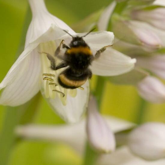 Dunkle Erdhummel: Tier im Habitat Garten in der NatureSpots App