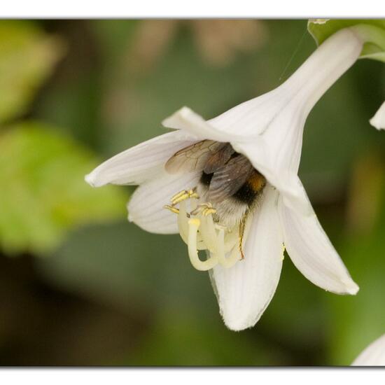 Dunkle Erdhummel: Tier im Habitat Garten in der NatureSpots App