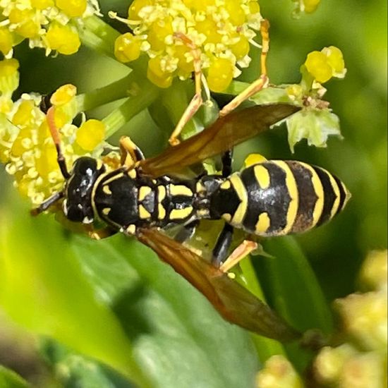 Polistes dominula: Animal in habitat Agricultural meadow in the NatureSpots App