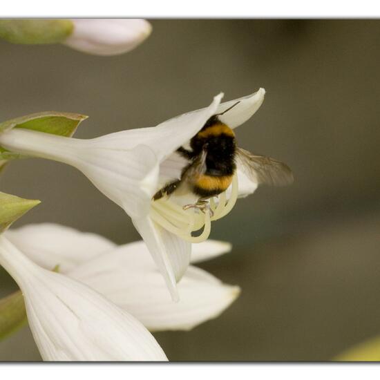 Dunkle Erdhummel: Tier im Habitat Garten in der NatureSpots App