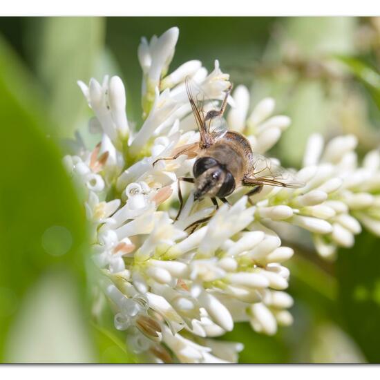 Mistbiene: Tier im Habitat Garten in der NatureSpots App