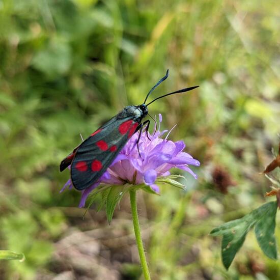 Six-spot Burnet: Animal in nature in the NatureSpots App