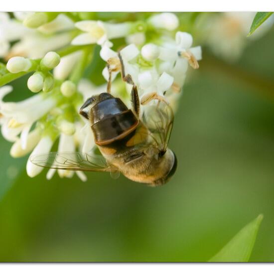 Mistbiene: Tier im Habitat Garten in der NatureSpots App