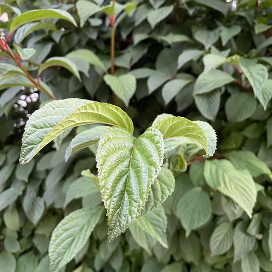 Viburnum ×bodnantense: Plant in habitat Garden in the NatureSpots App