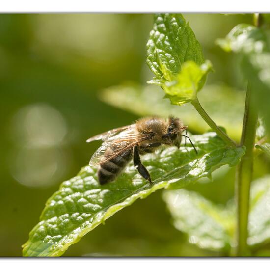 Westliche Honigbiene: Tier im Habitat Garten in der NatureSpots App