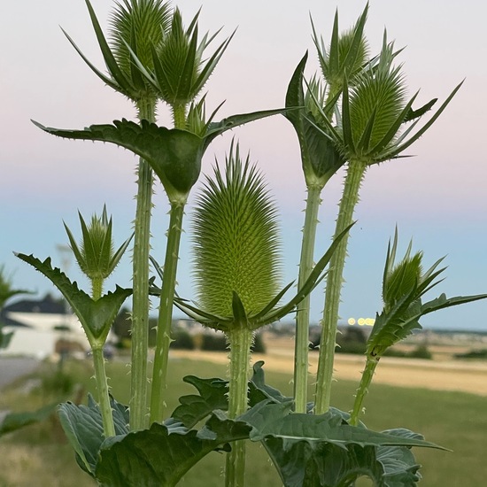 Dipsacus fullonum: Plant in habitat Agriculture in the NatureSpots App