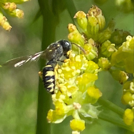 Cerceris rybyensis: Animal in habitat Garden in the NatureSpots App