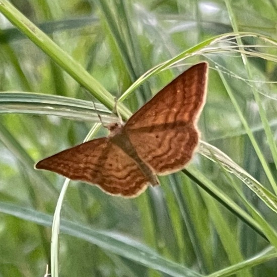 Idaea ochrata: Animal in habitat City and Urban in the NatureSpots App