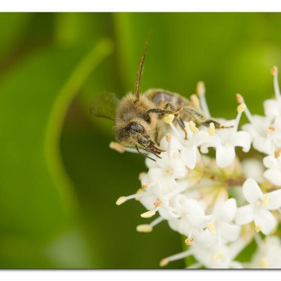 Apis mellifera: Animal in habitat Garden in the NatureSpots App