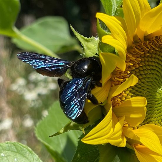 Xylocopa violacea: Animal in habitat Garden in the NatureSpots App