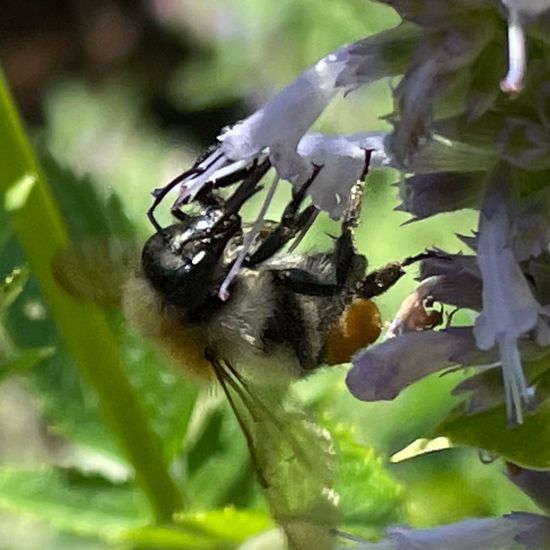 Bombus pascuorum: Animal in habitat Garden in the NatureSpots App