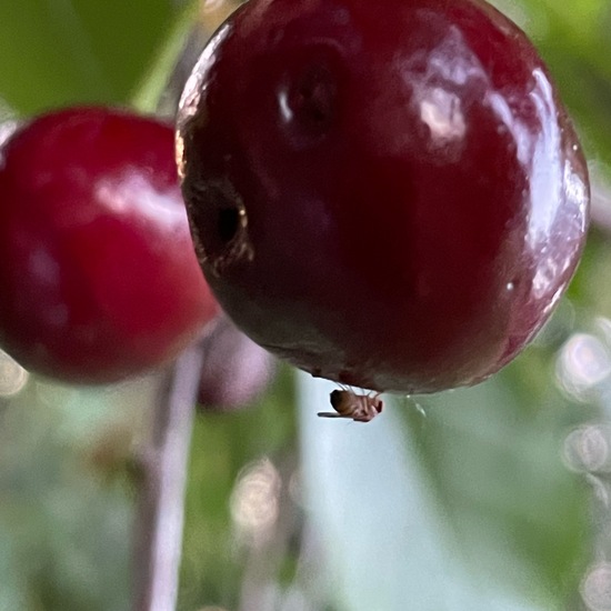 Taufliegen: Tier im Habitat Garten in der NatureSpots App