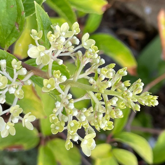 Hydrangea paniculata: Plant in habitat Garden in the NatureSpots App