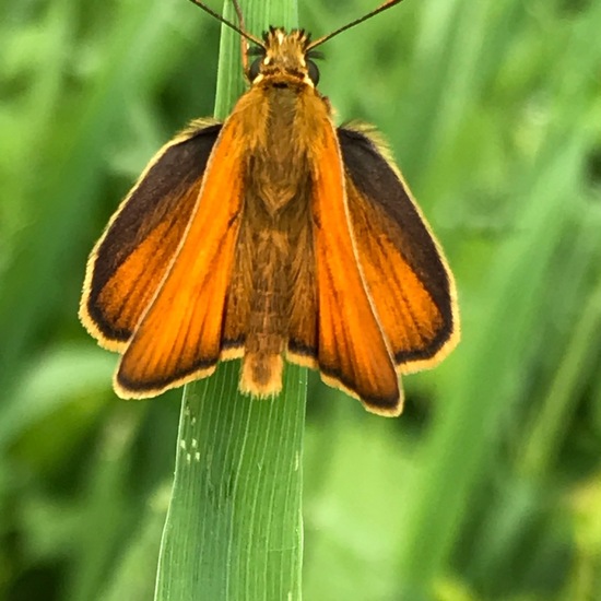 Large Skipper: Animal in habitat Temperate forest in the NatureSpots App