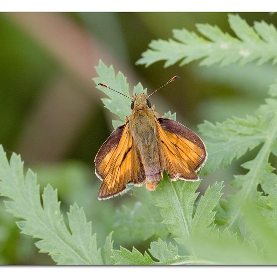 Large Skipper: Animal in habitat Natural Meadow in the NatureSpots App