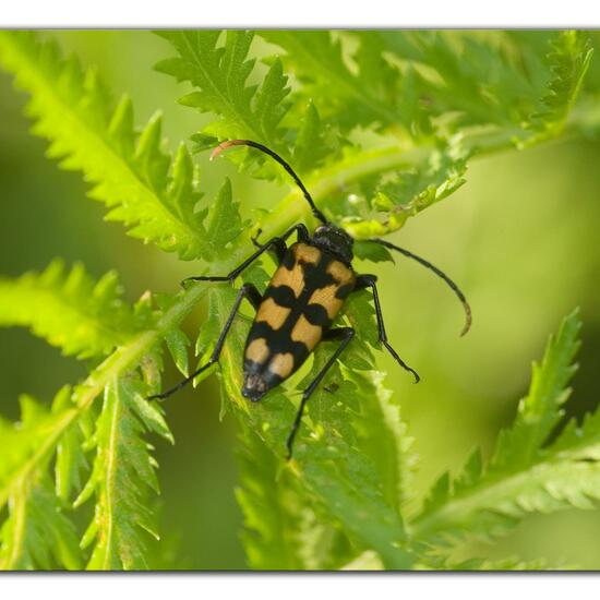 Rutpela maculata: Animal in habitat Natural Meadow in the NatureSpots App