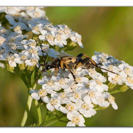 Rutpela maculata: Animal in habitat Natural Meadow in the NatureSpots App